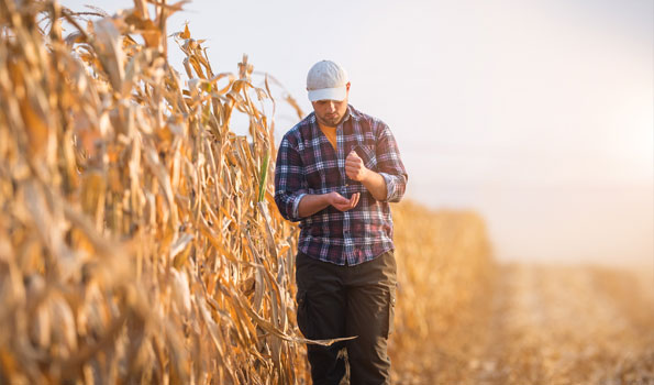 man in corn field