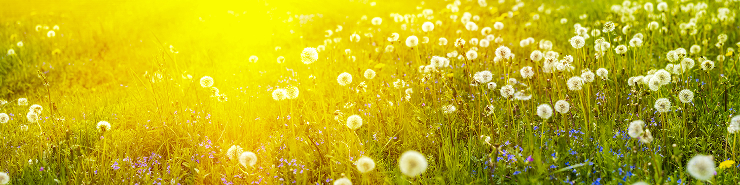 Sunny meadow background for professional well-being program