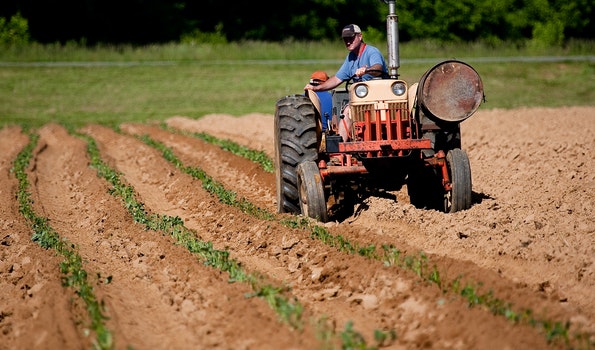 Farmer plants row crops with tractor