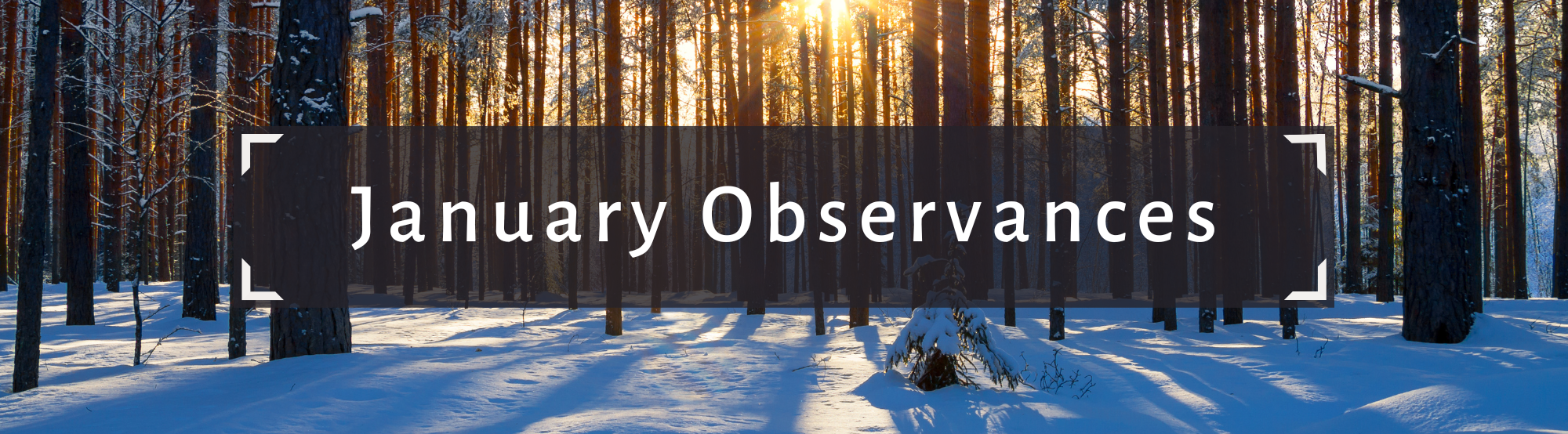 Image of a snowy forest with the sun shining through the trees with the text: January Observnaces