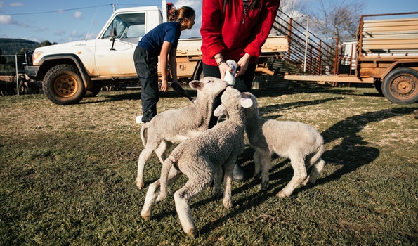 Farmer feeding lambs