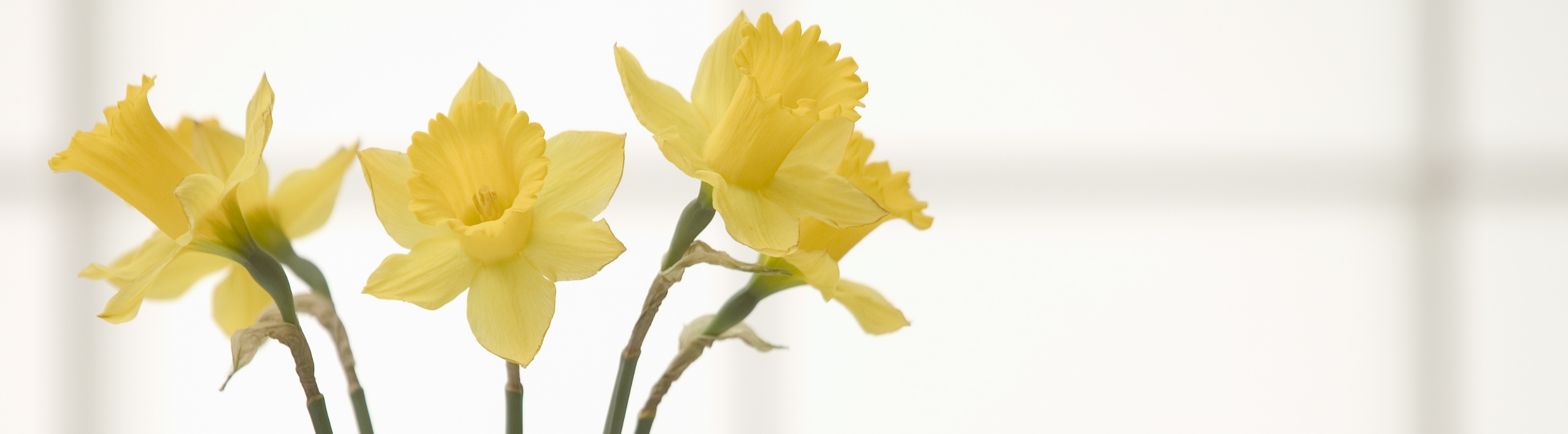 Photograph of yellow daffodils