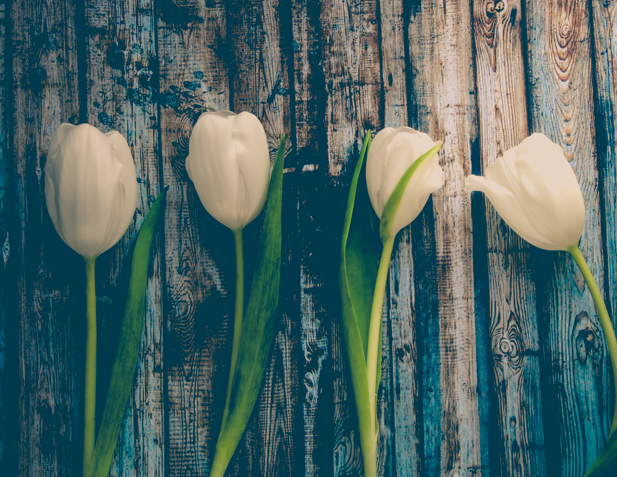 Image of four white tulips on a wood background