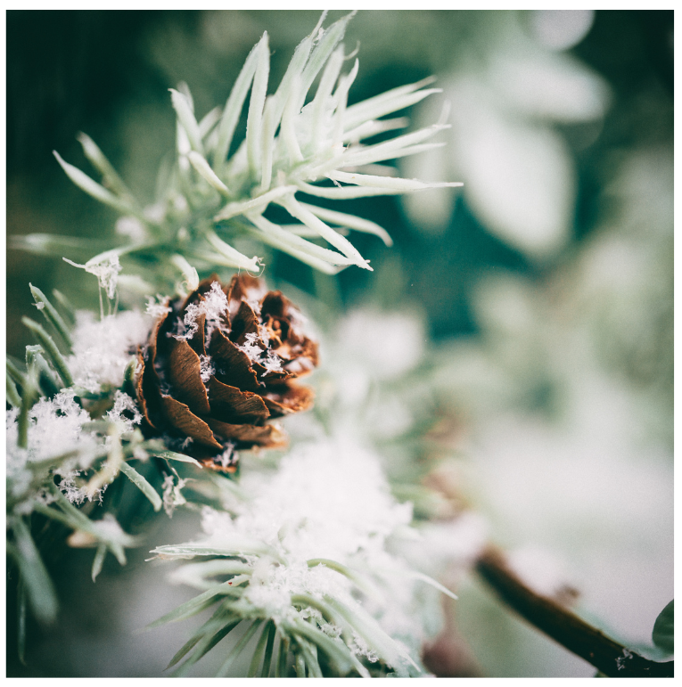 pine cone and snow